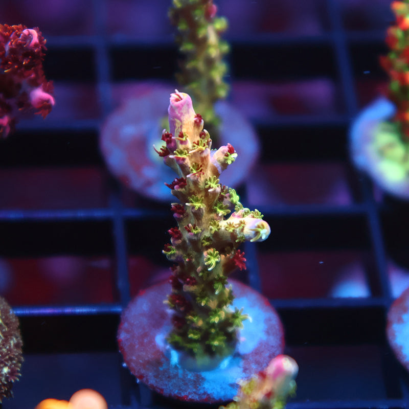 TCK Grafted Kaleidoscope