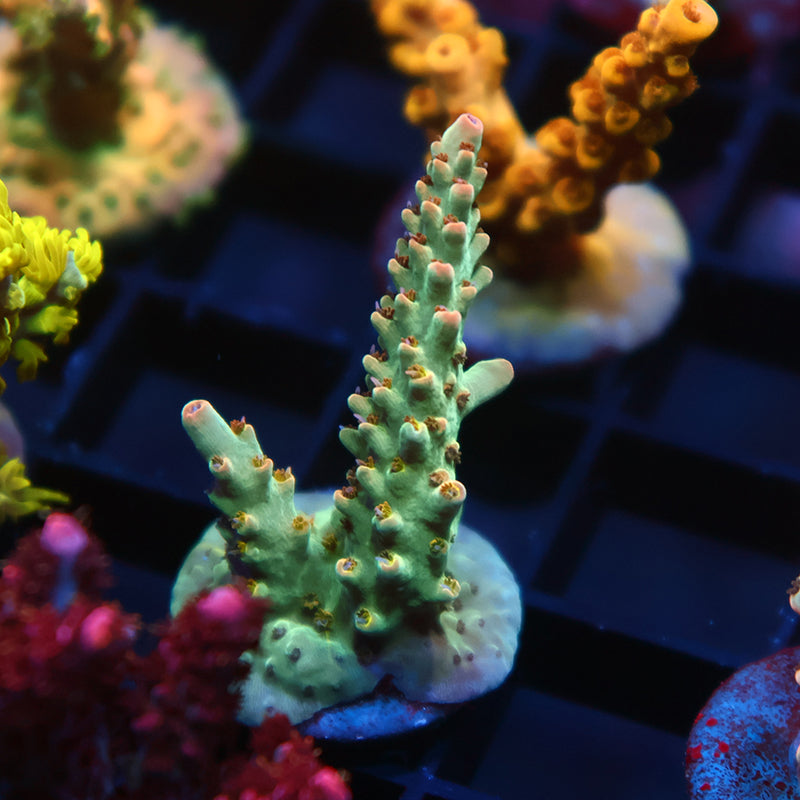 TCK Pink Polyp Shortcake