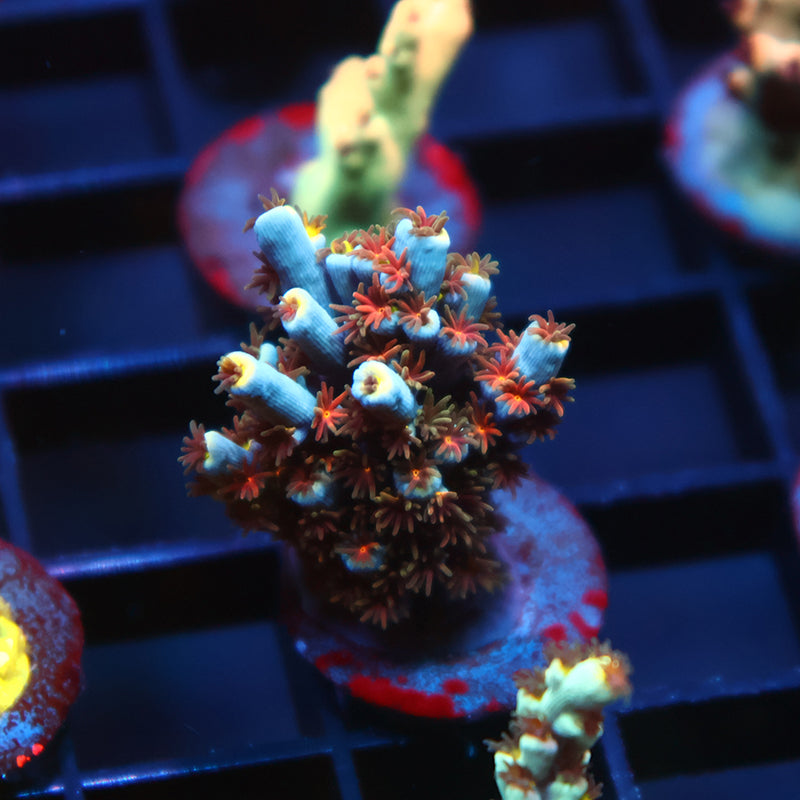 TCK Rainbow Unicorn Speciosa