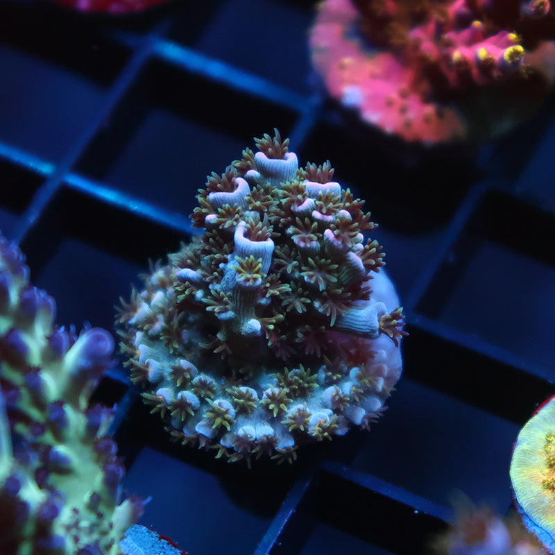 TCK Devastator Malaysia Tenuis