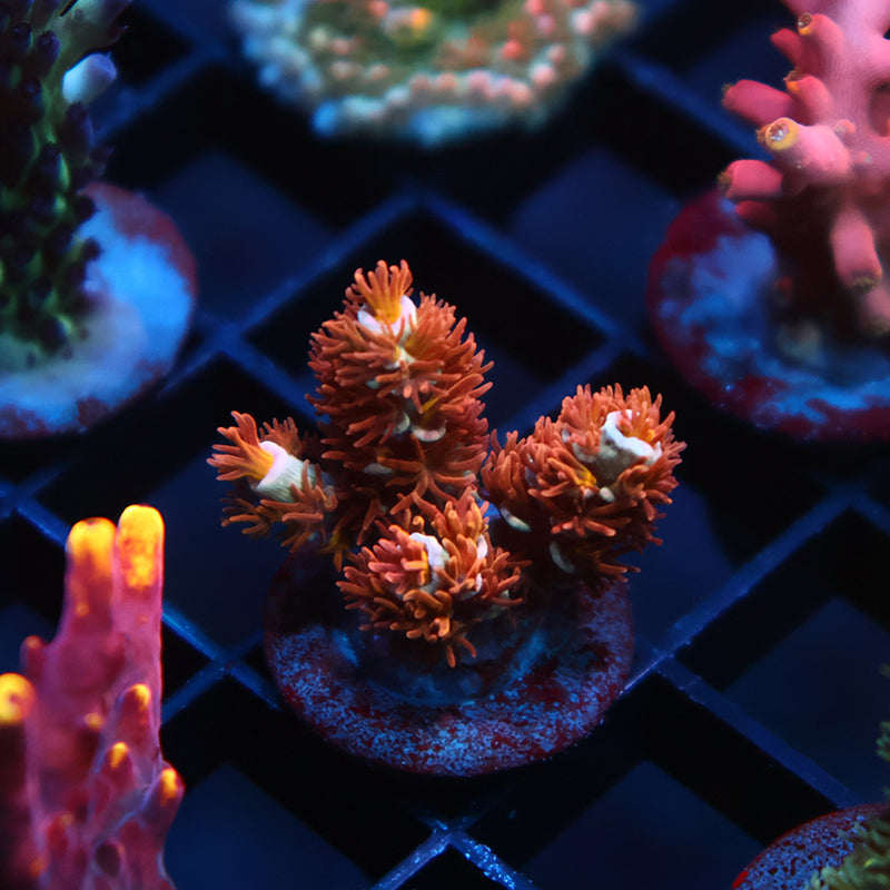 TCK Cherry Bombs Tenuis