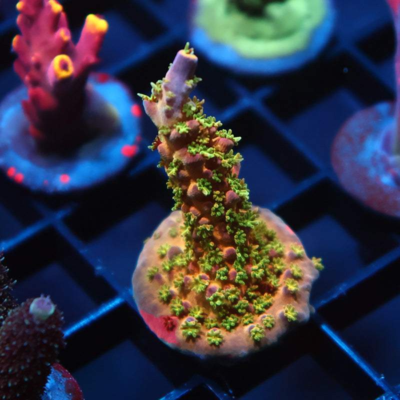 TCK Grafted Kaleidoscope
