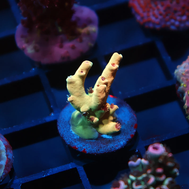TCK Afterglow Deepwater