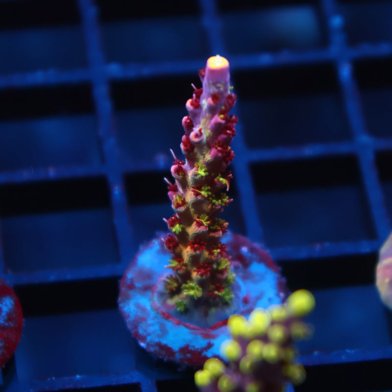 TCK Grafted Kaleidoscope