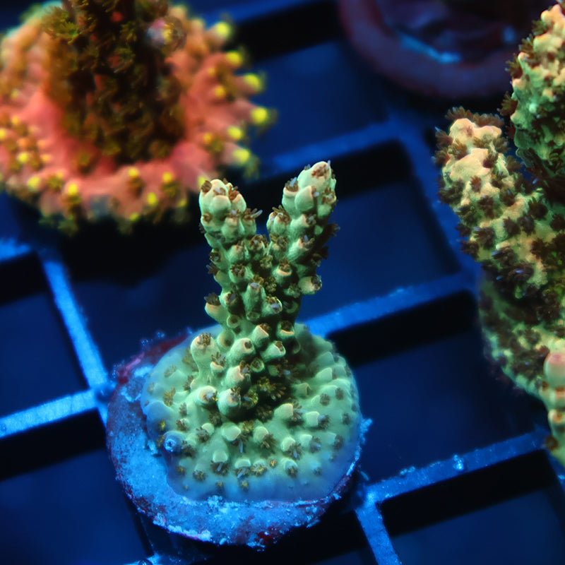 TCK Pink Polyp Shortcake