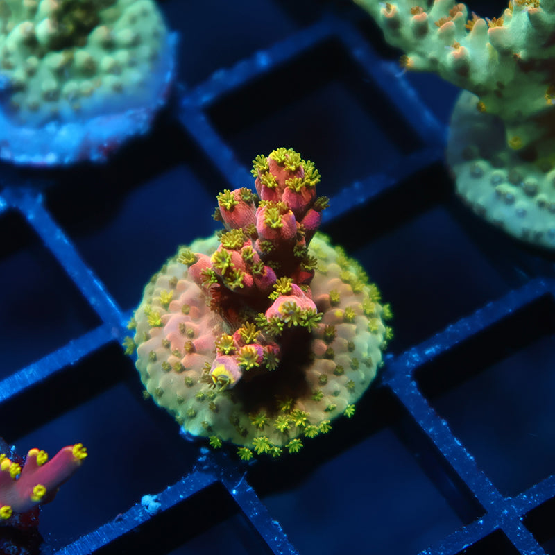 TCK Pink Polyp Shortcake