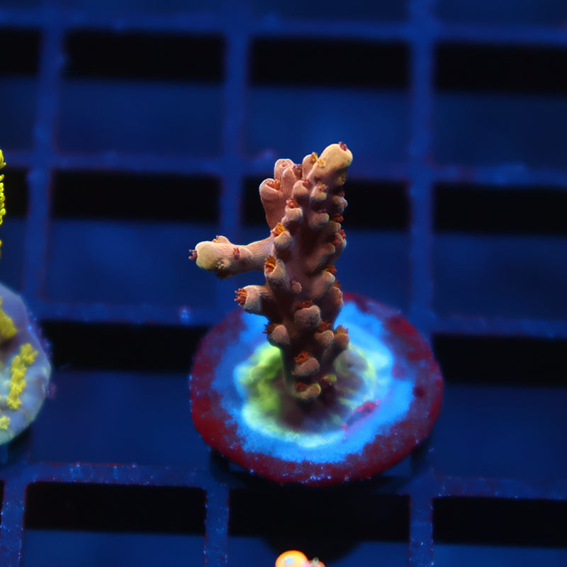 TCK Molten Core Acro