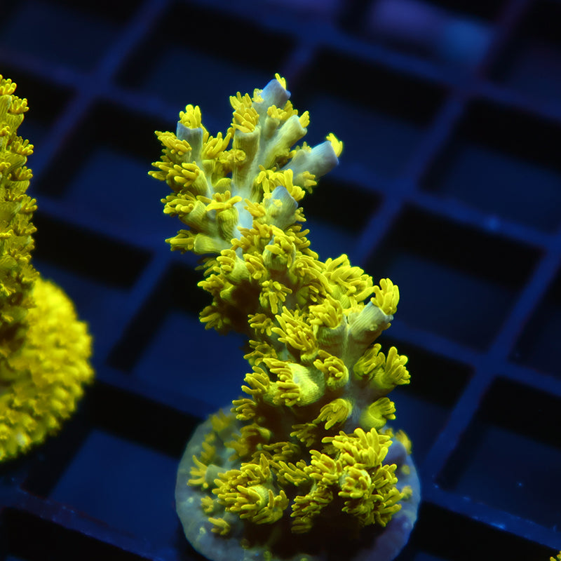 RRC Marvin The Martian