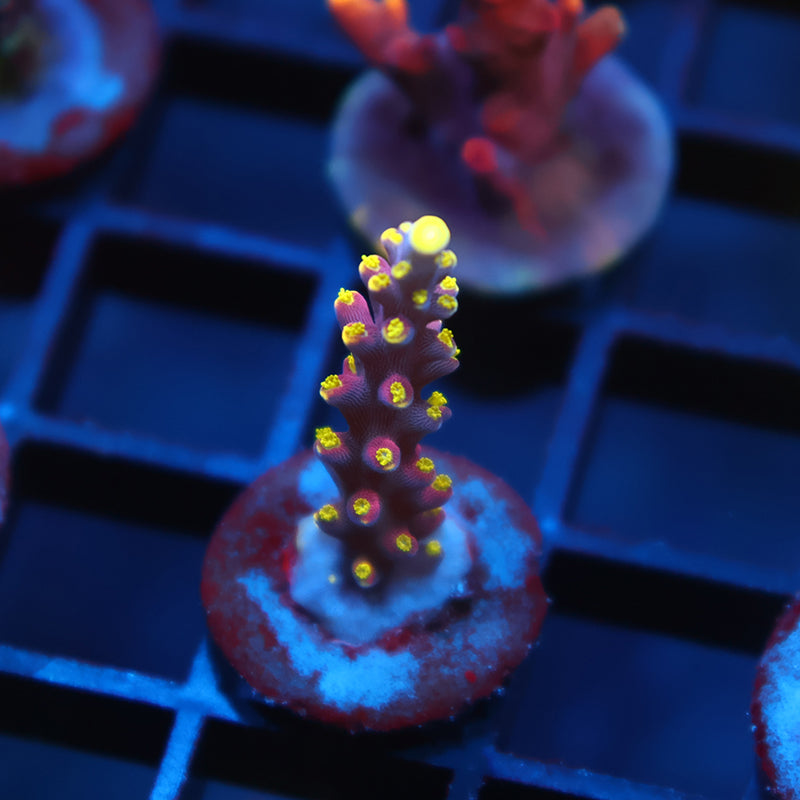 ARC Proximo