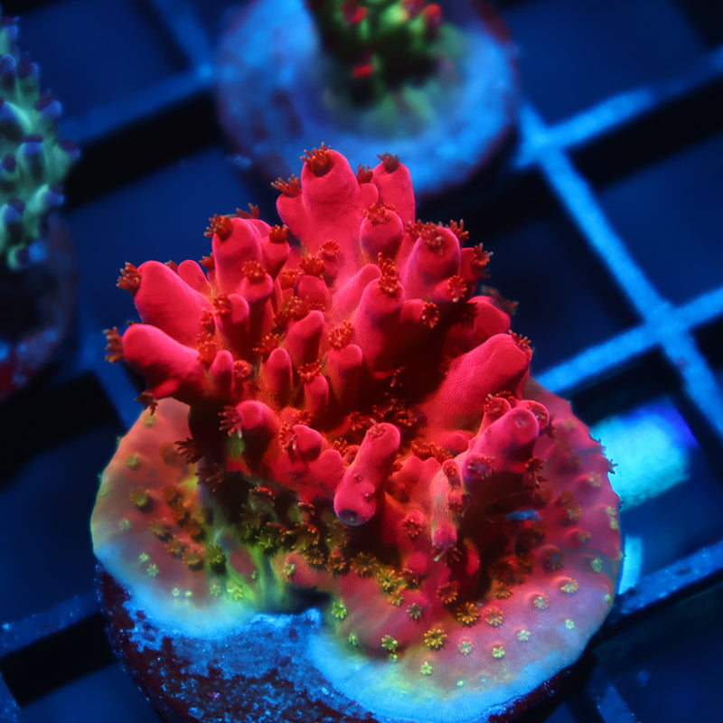 Lg TCK Fire Blossom