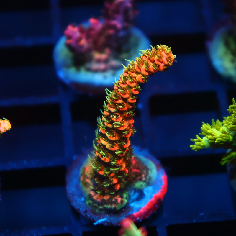 JF Solar Flare Milli