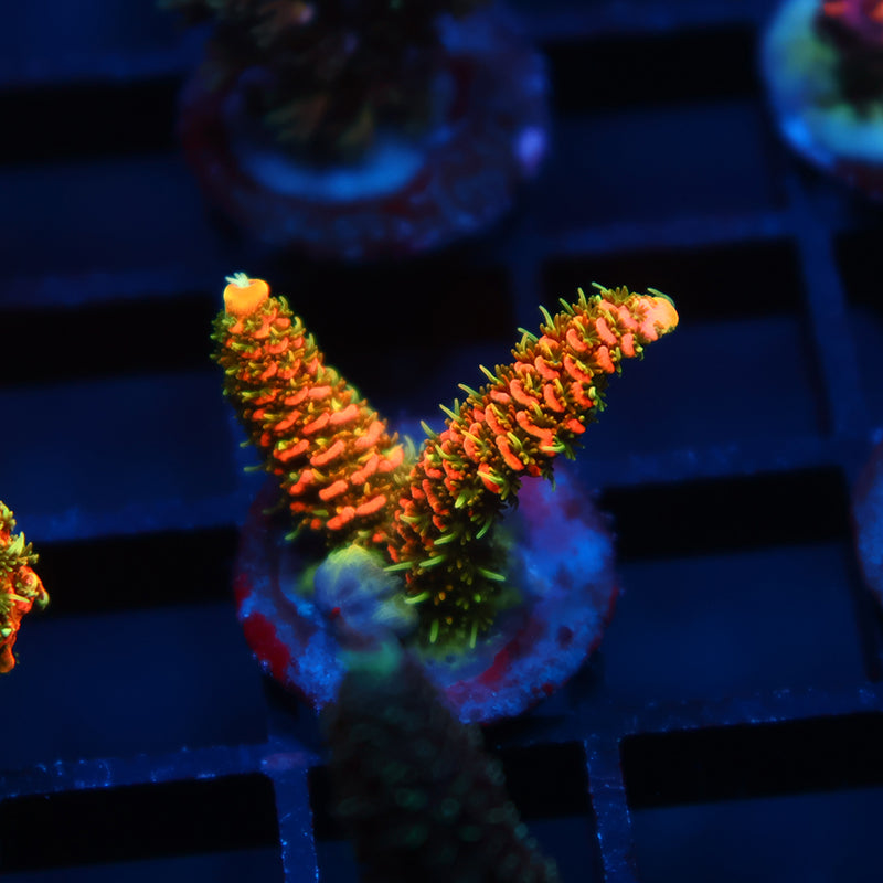 JF Solar Flare Milli