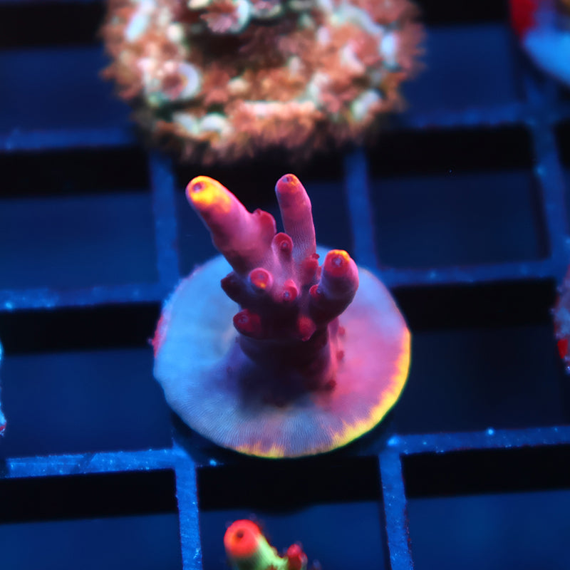 JF Fox Flame