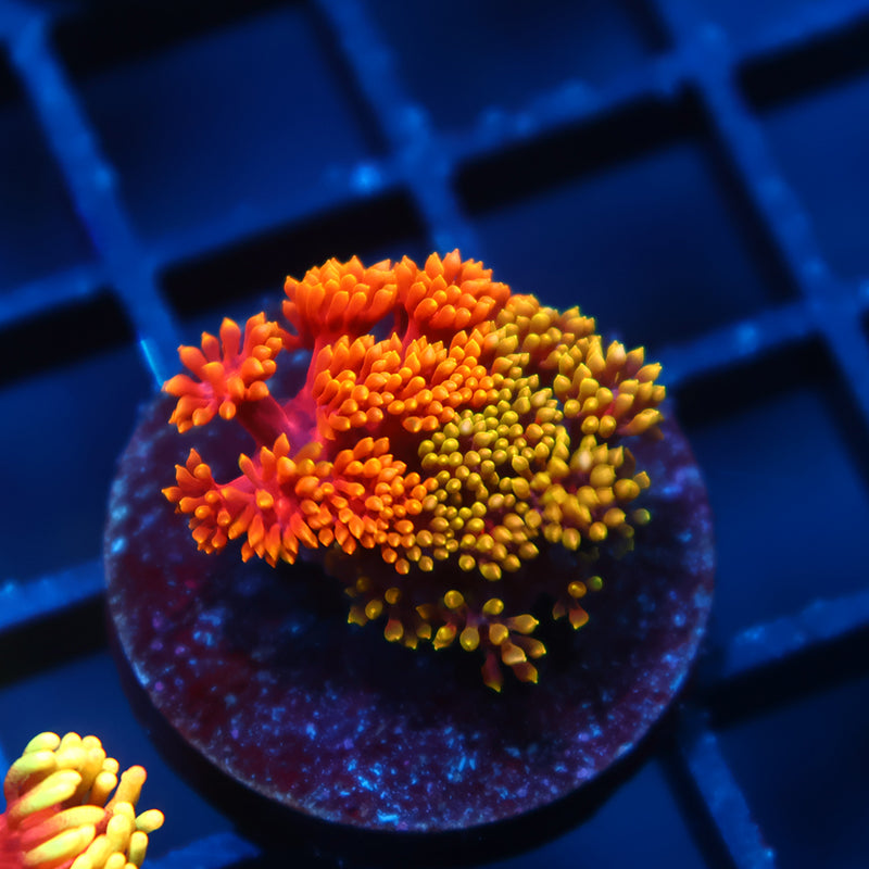 Insane TCK Grafted Goni Bernardpora