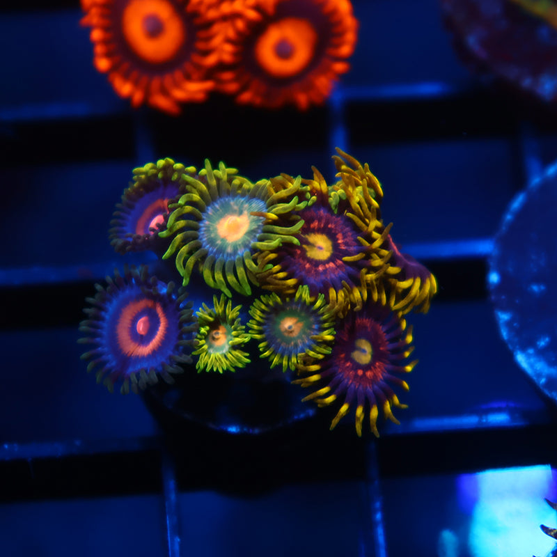 Combo Zoas