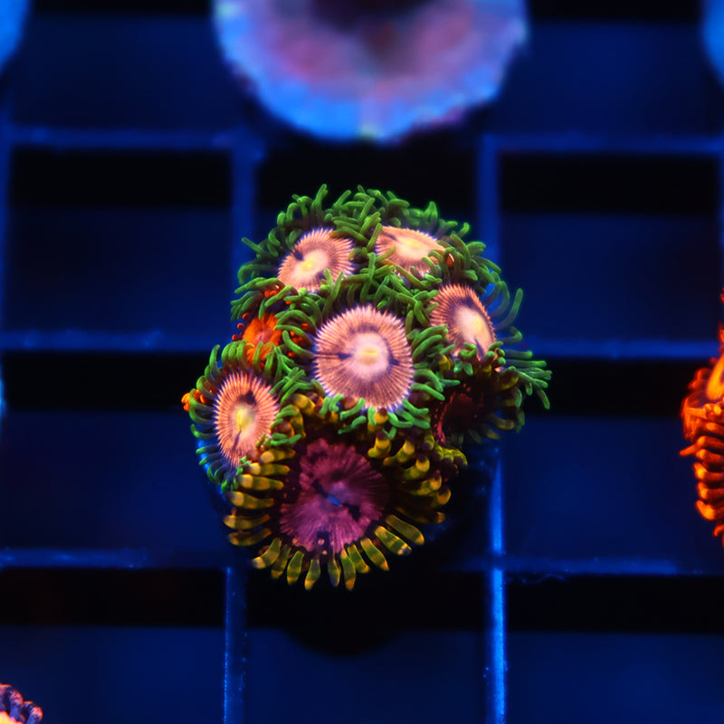 Lazer Lemons with Friends