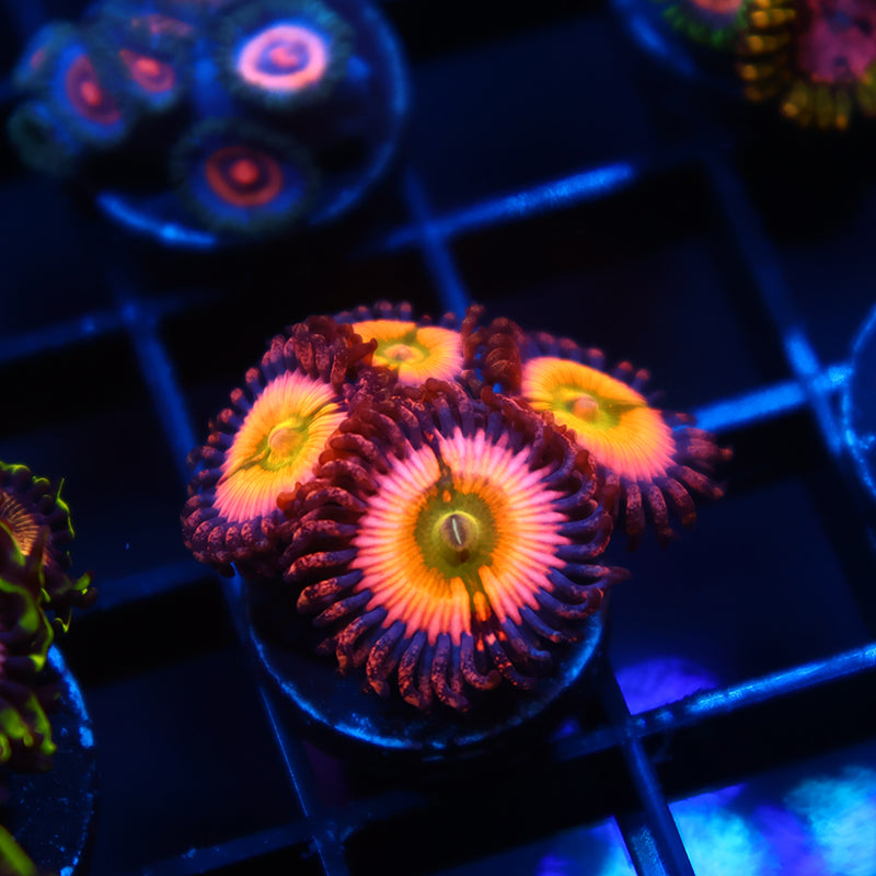Rainbow Infusions