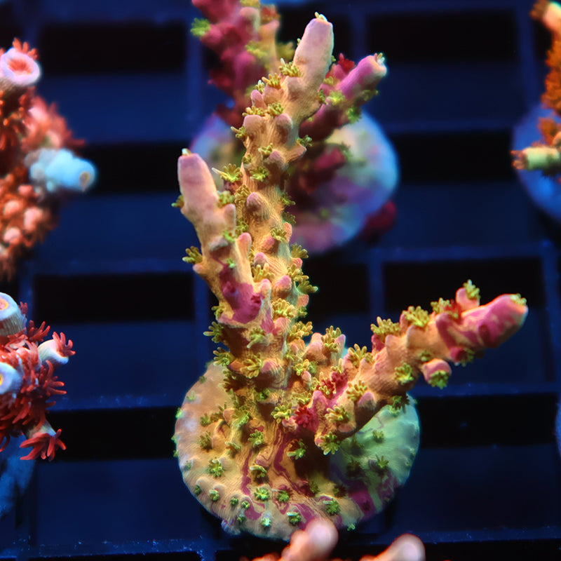 TCK Grafted Kaleidoscope