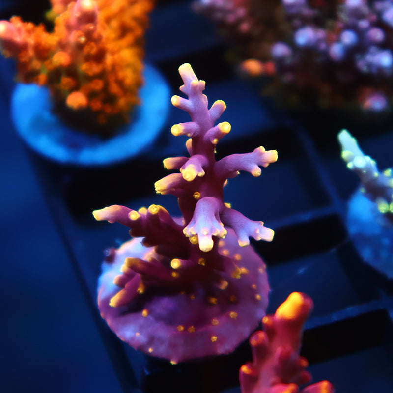 WWC Red Ferrari