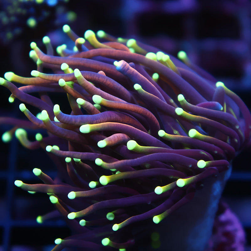 TCK Yellow Tips Torch