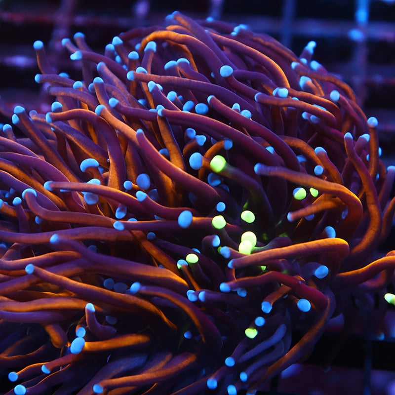 TCK Insane True Grafted Tank Spawned Knicks/Lightbulb Torch