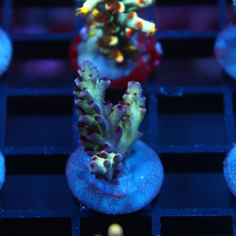 TCK Blueberry Nasuta