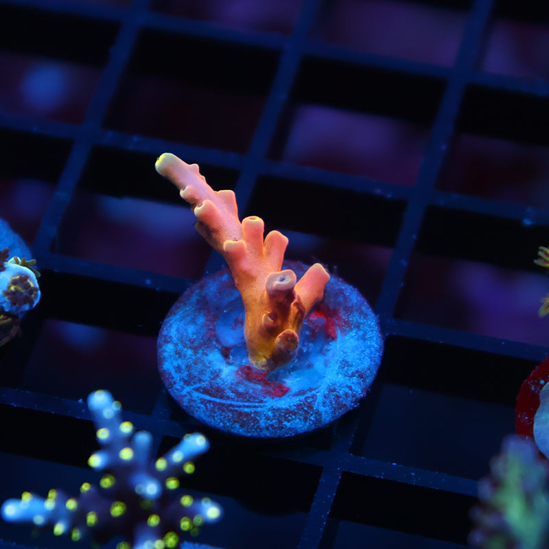 TCK Atomic Echinata