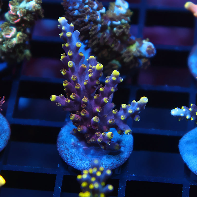 TCK New Dragon Acro