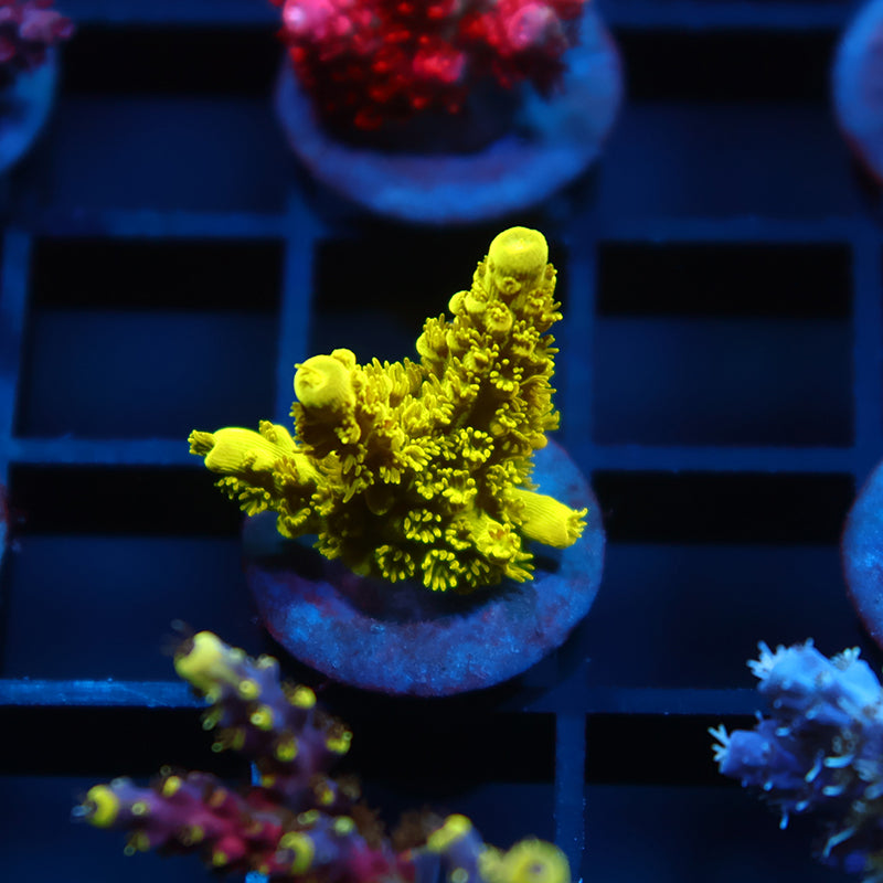 Bennet's Yellow Tort