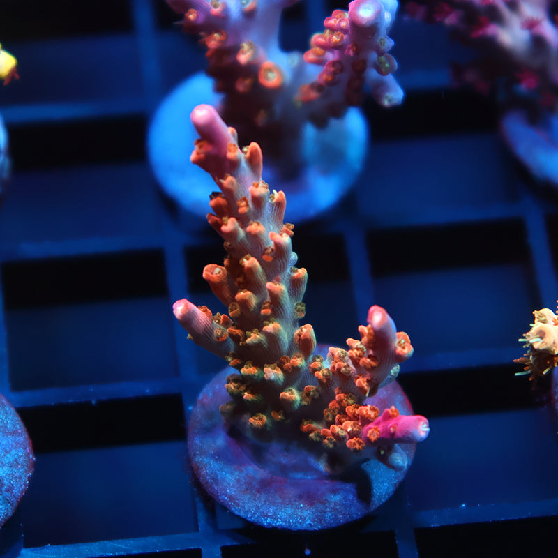 TCK Rainbow Fusion Stag