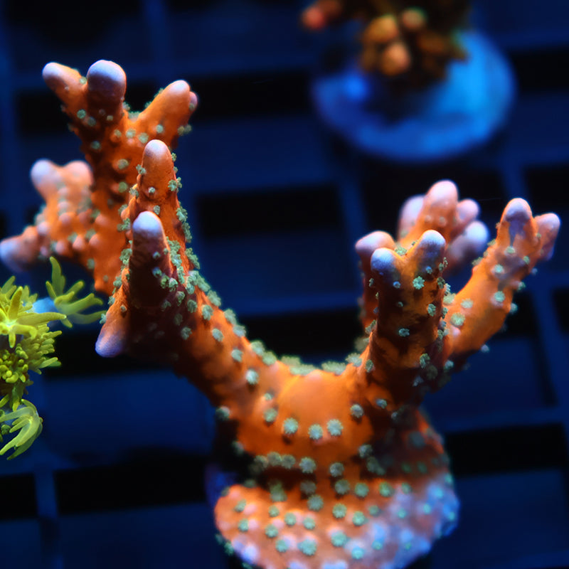 Lg RRC Tropicana Anacropora