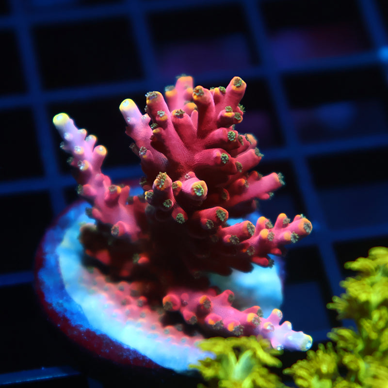 Lg TCK Glowforge Acro