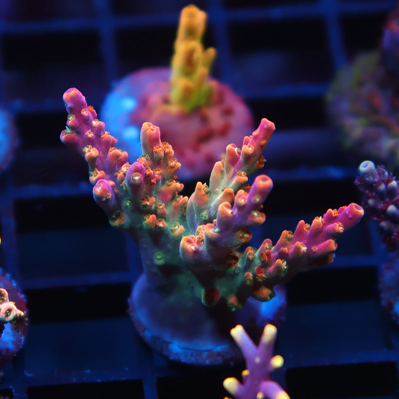 TCK Rainbow Fusion Stag