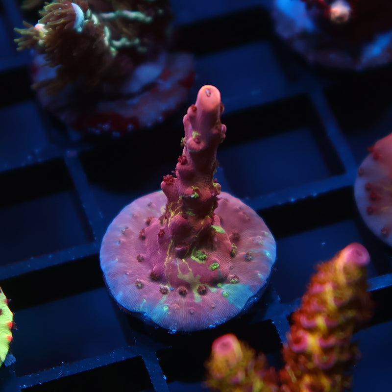 TCK Grafted Kaleidoscope