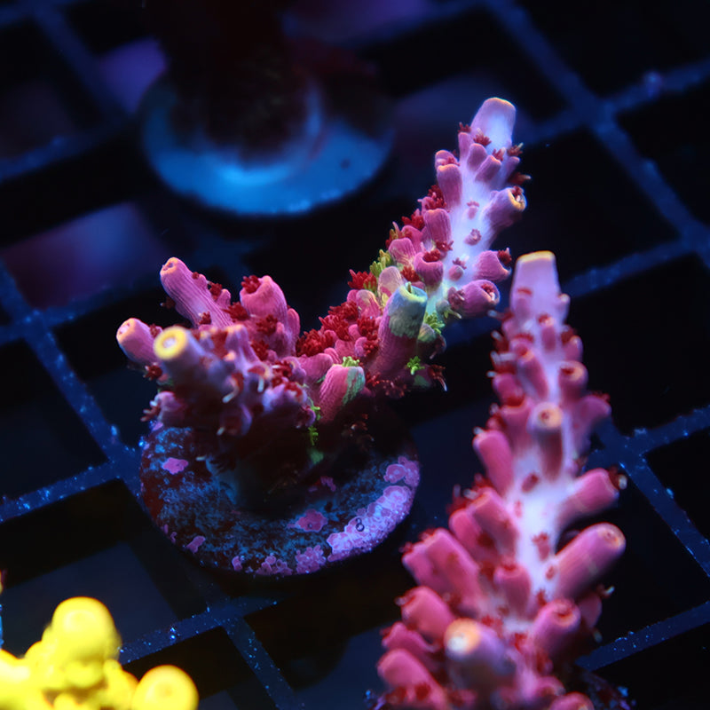 TCK Grafted Kaleidoscope