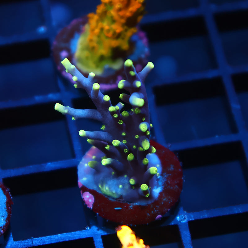 TCK OG Dragon