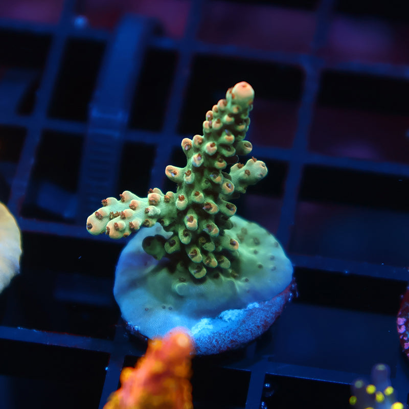 TCK Pink Polyp Shortcake
