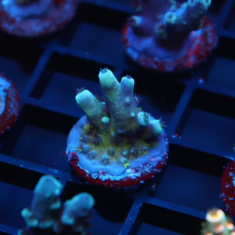 OG Oregon Tort