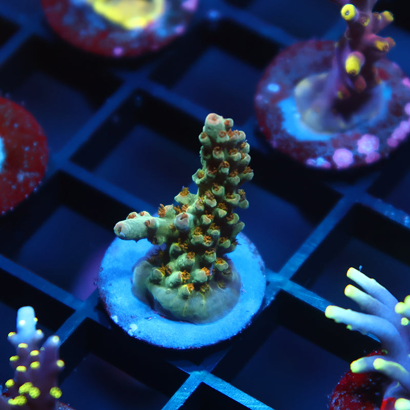 TCK Pink Polyp Shortcake