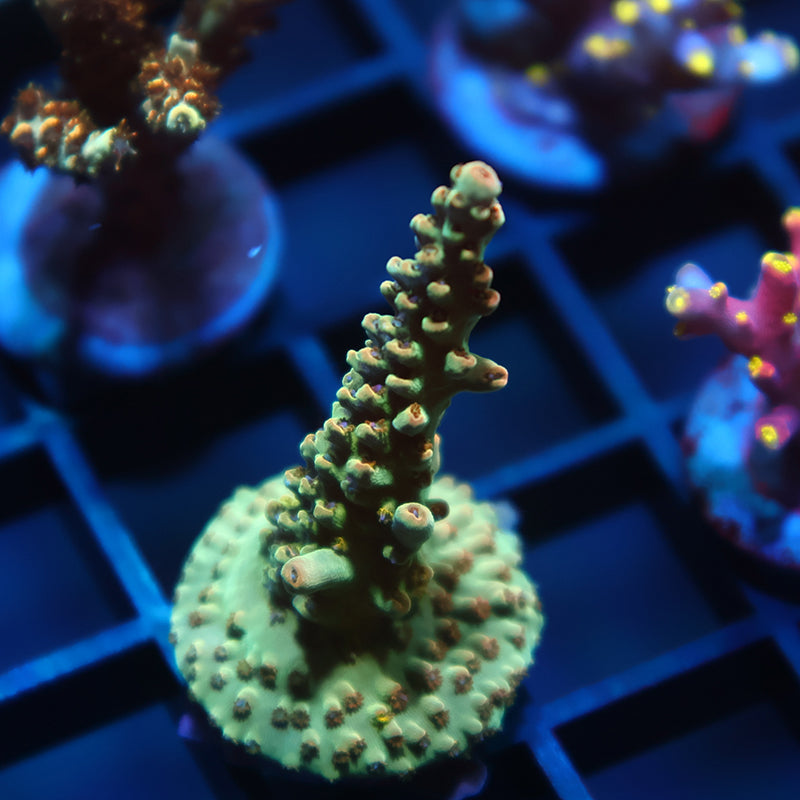 TCK Pink Polyp Shortcake