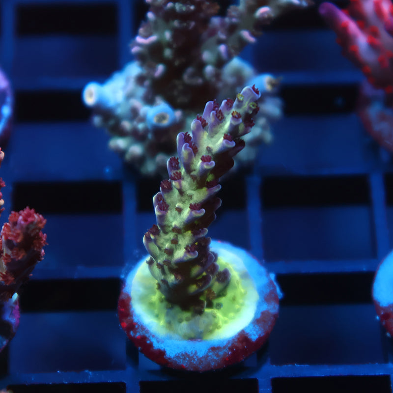 TCK Blueberry Nasuta