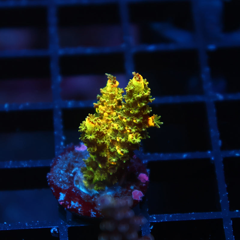 RRC Rainbow Splice Green