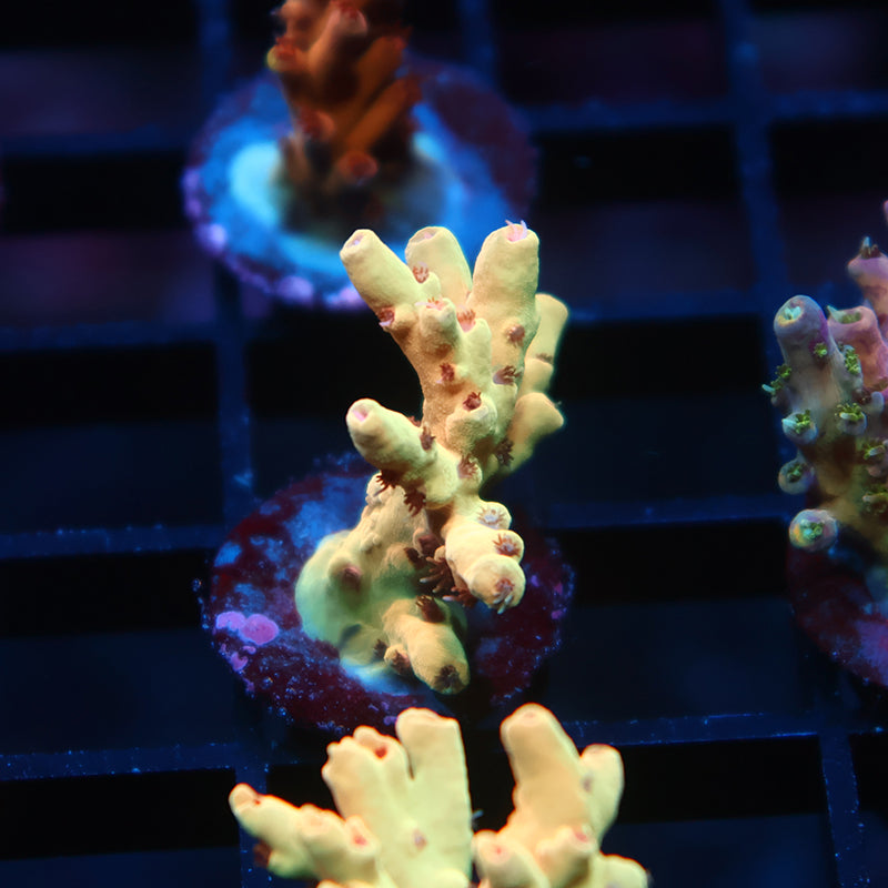 TCK Afterglow Deepwater