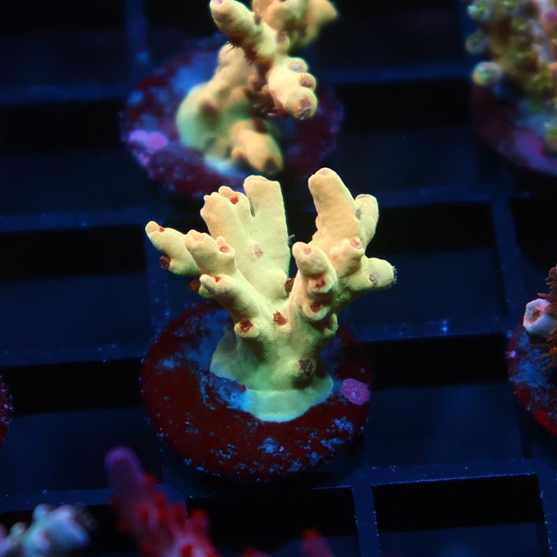 TCK Afterglow Deepwater