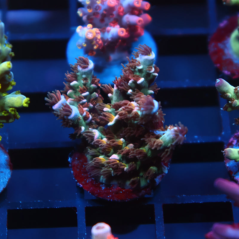 TCK Lemonfire Tenuis