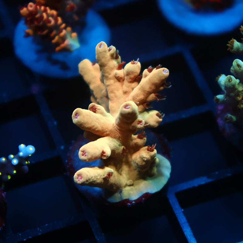 TCK Afterglow Deepwater