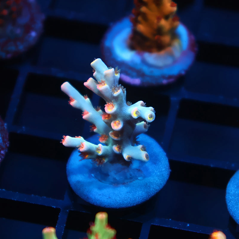 TCK Unicorn Speciosa