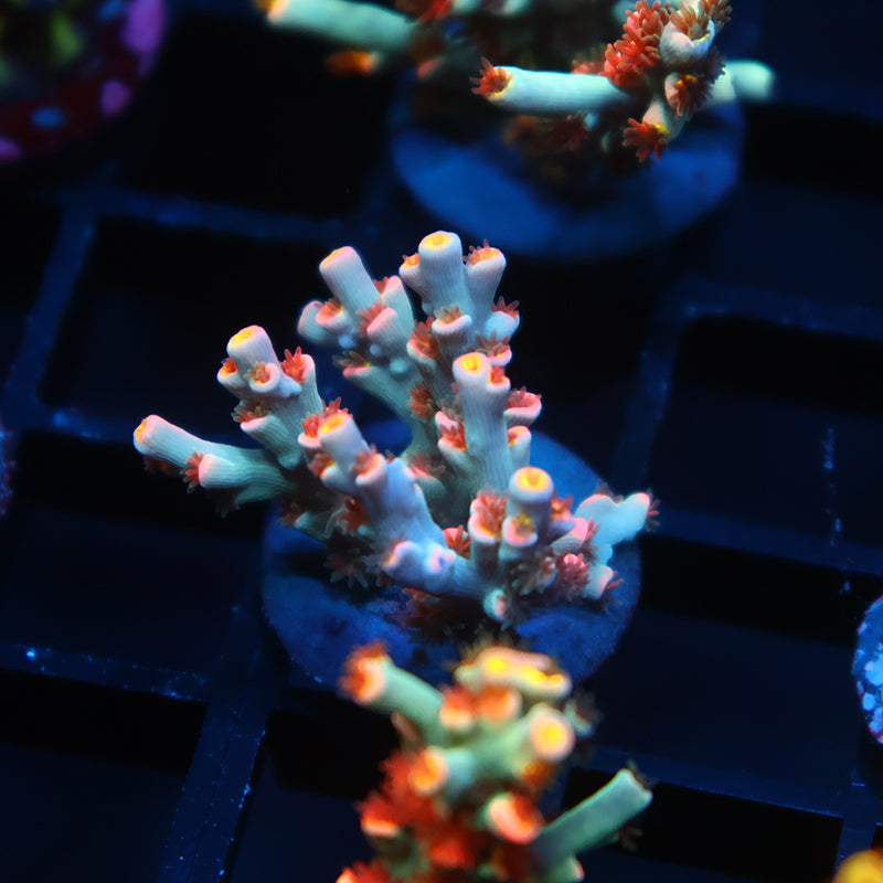 New Release TCK Pixie Dust Speciosa