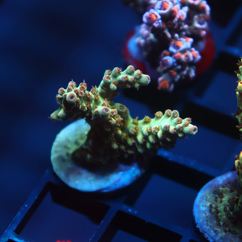 TCK Pink Polyp Shortcake