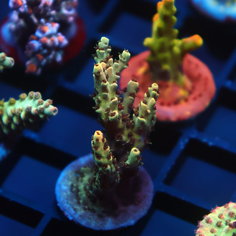 TCK Ultimate Yellow Table